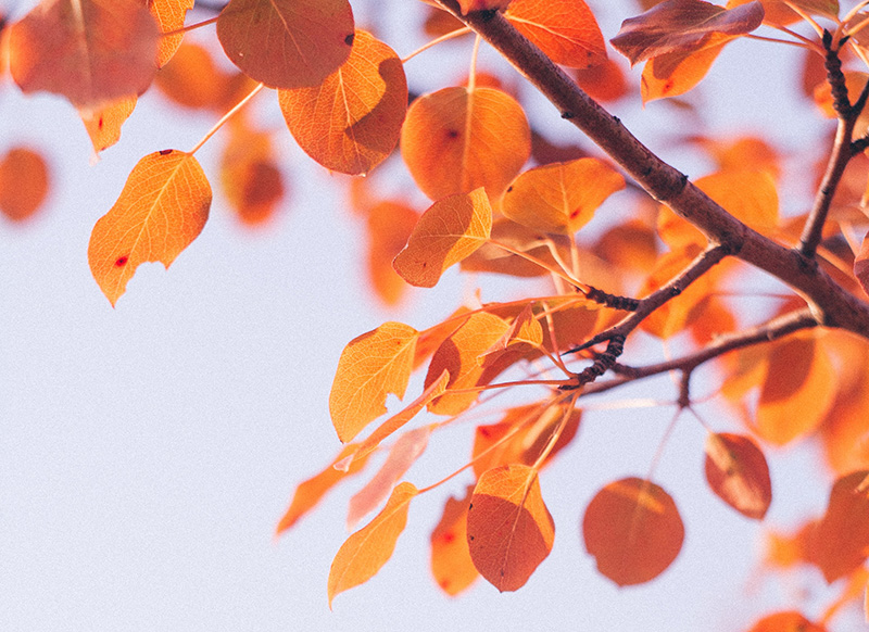 Herbst im Anlagencafé